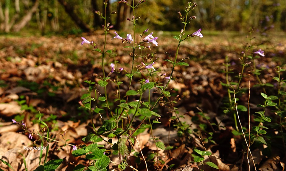 Calamintha Nepeta 26 10 21 1