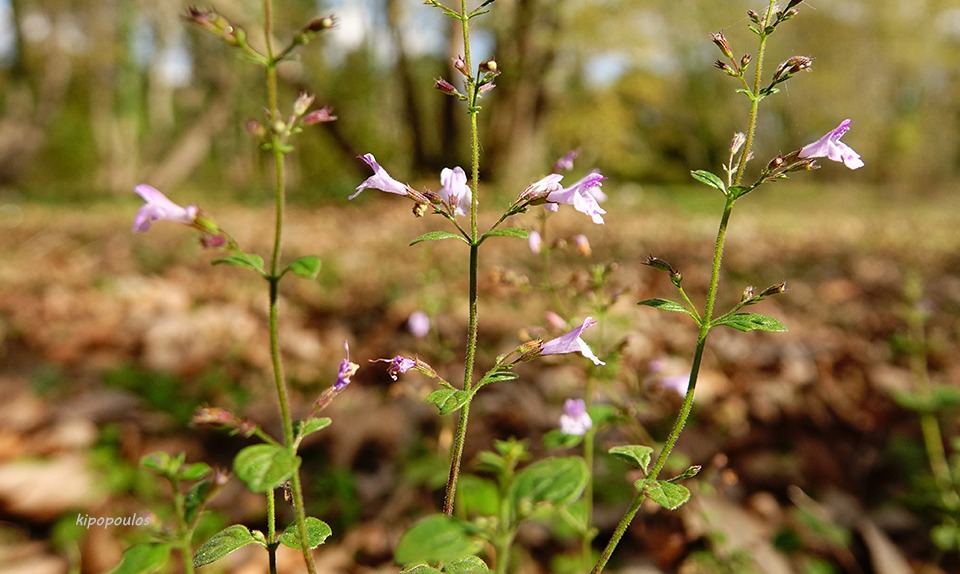 Calamintha Nepeta 26 10 21 3