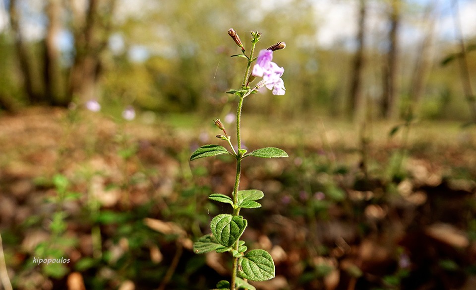 Calamintha Nepeta 26 10 21 5