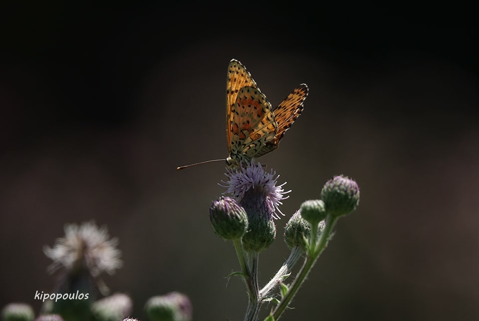 Cirsium Arvense Butterfly 8 7 19 1 Min