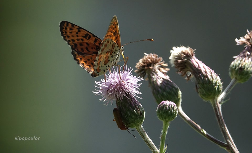 Cirsium Arvense Butterfly 8 7 19 8 Min