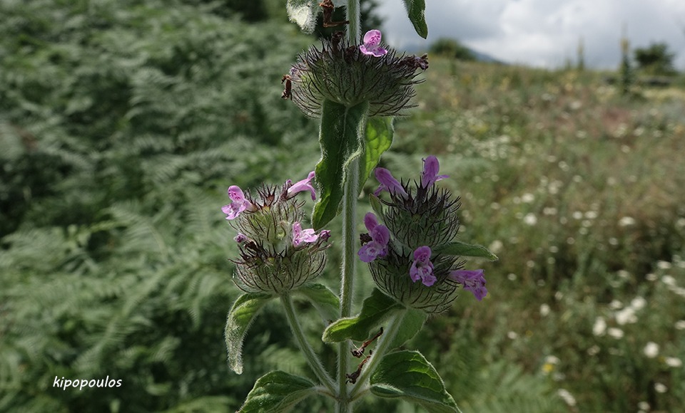 Clinopodium Vulgare 30 6 19 Stauros 1