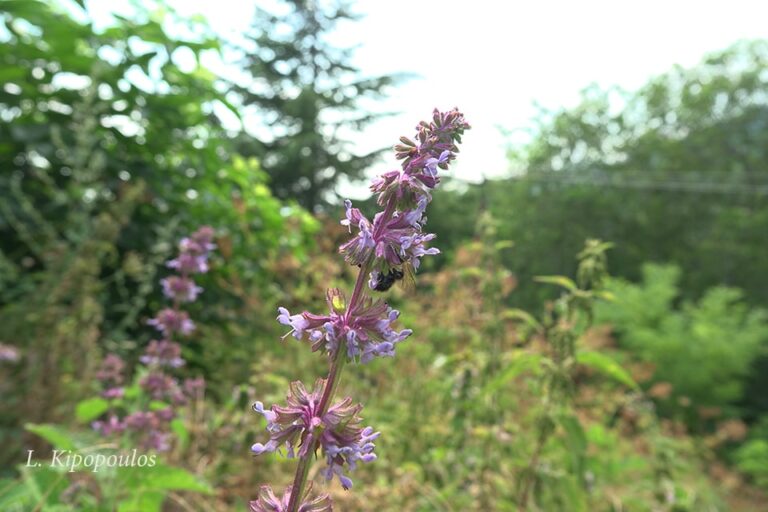 Salvia Verticillata 1 8 19 1 Min