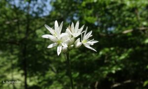 Allium Ursinum 4 Min