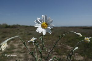 Anthemis Tomentosa 6 Min