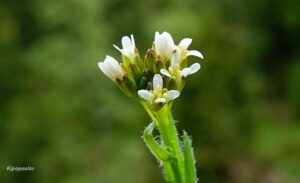 Arabis Sagittata 9 5 21 1 Min