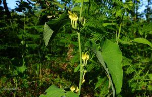 Aristolochia Clematitis 11 5 21 8 Min