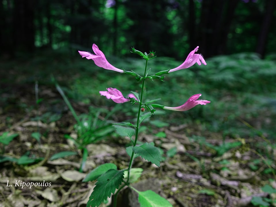 Calamintha Grandiflora 14 6 17 1 Min