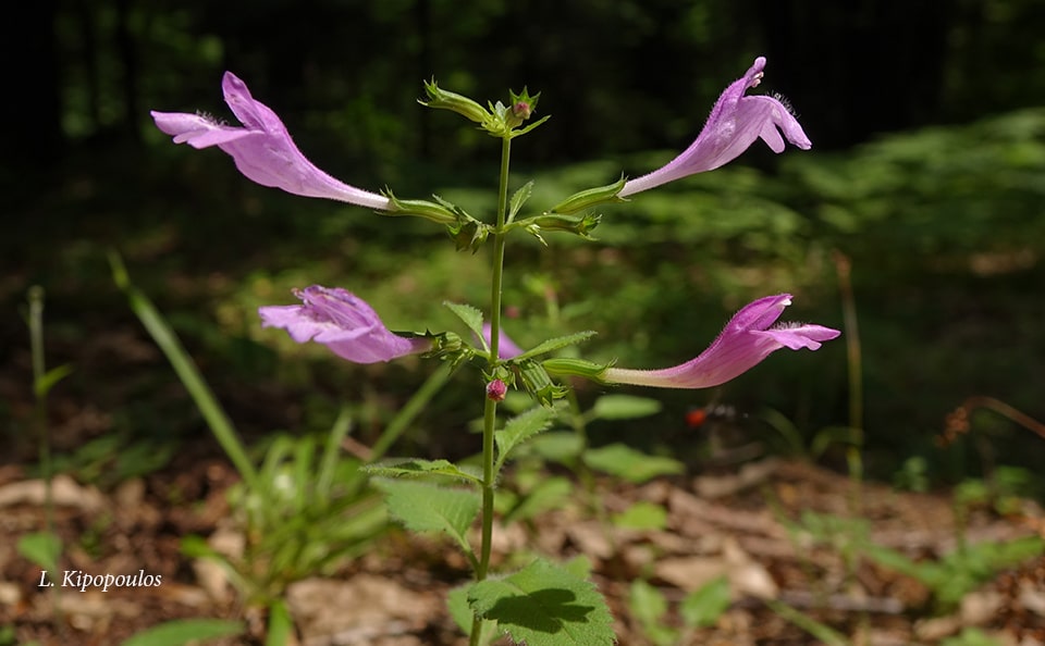 Calamintha Grandiflora 14 6 17 3 Min