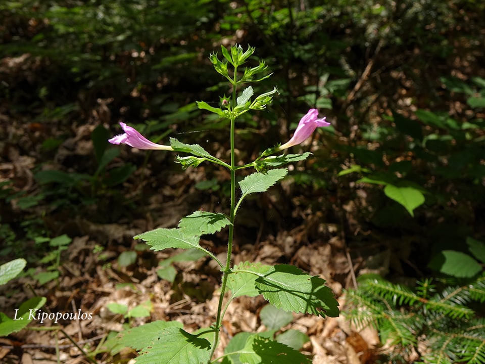 Calamintha Grandiflora 14 6 17 4 Min