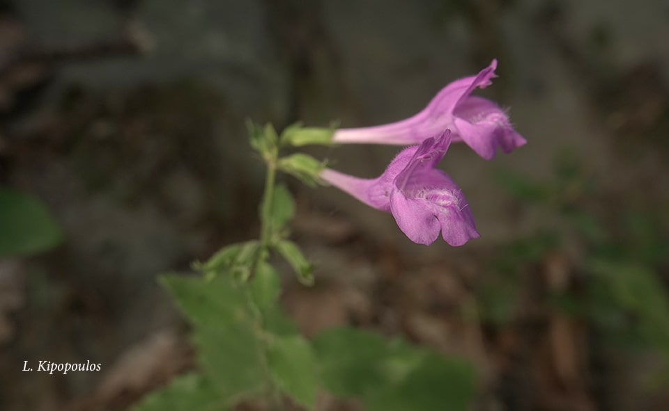 Calamintha Grandiflora 6 8 19 5 Min