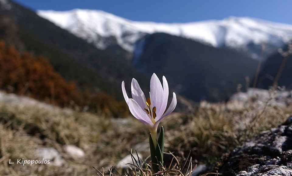 Colchicum Doerfleri 26 1 18 2 Min