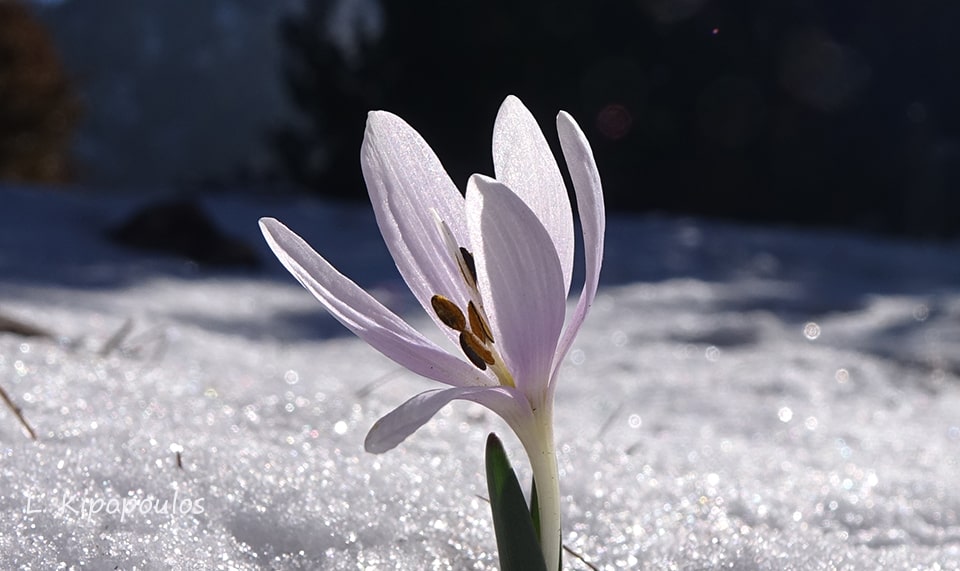 Colchicum Doerfleri 26 1 18 7 Min