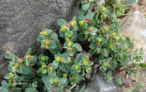 Euphorbia Herniarrifolia 1 Min