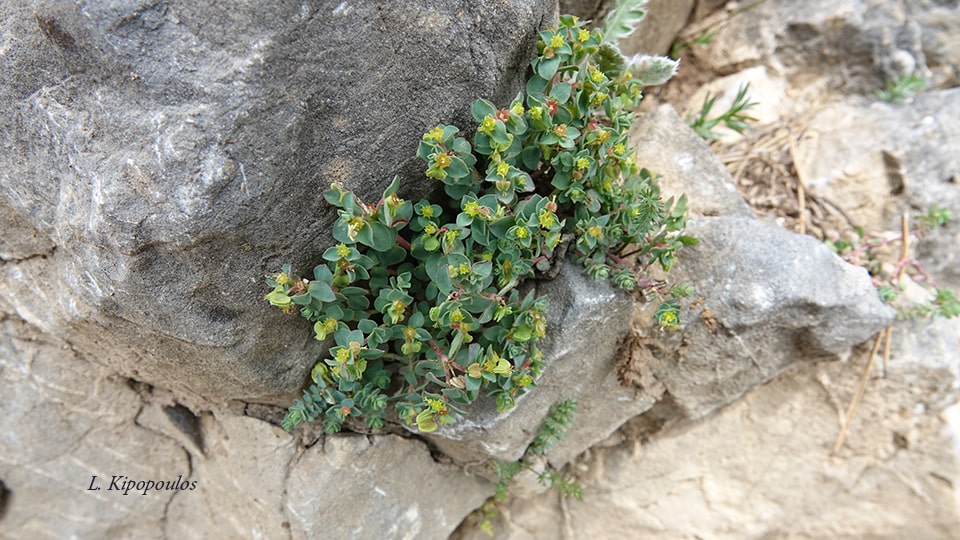 Euphorbia Herniarrifolia 2 Min