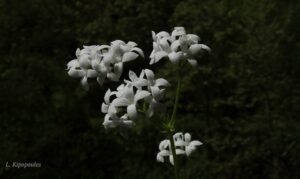 Galium Odoratum 10 Min