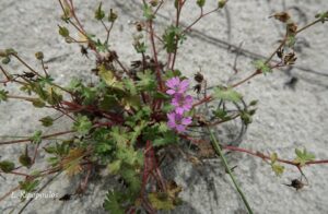 Geranium Molle 2 5 20 18 Min