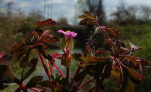 Geranium Purpureum 24 3 21 2 Min