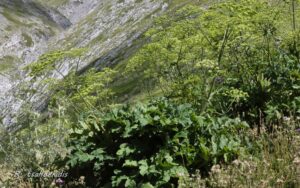 Heracleum Sphondylium Ssp. Ternatum20 8 15 Brysopoules Min