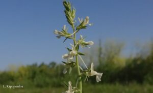 Linaria Chalepensis 5 Min