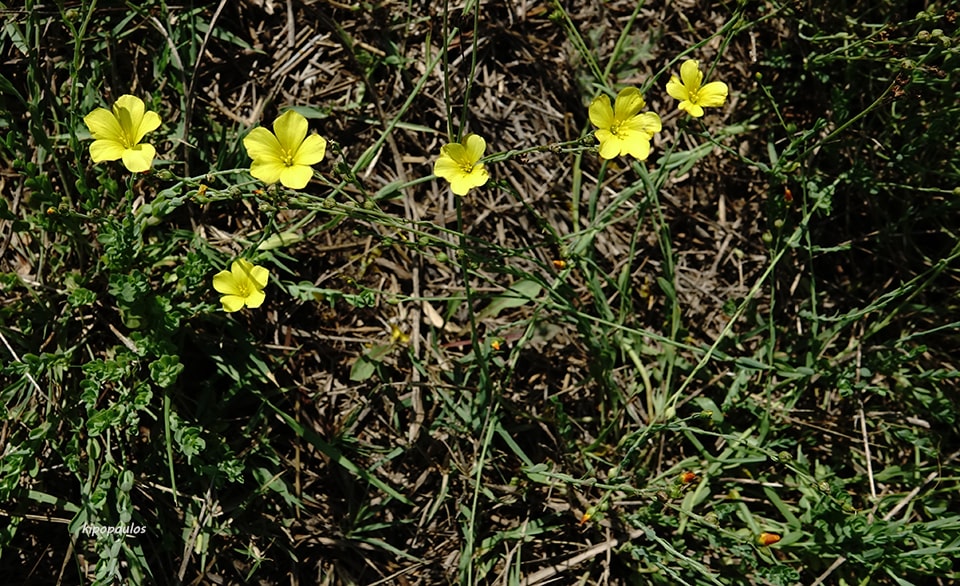 Linum Maritimum 27 8 21 15 Min