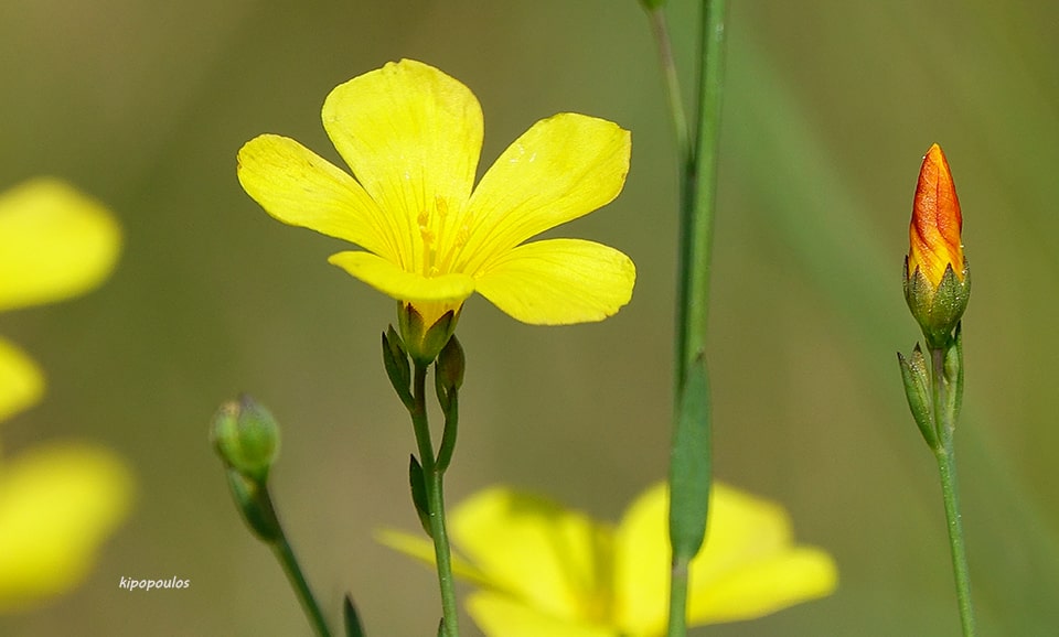 Linum Maritimum 27 8 21 27 Min