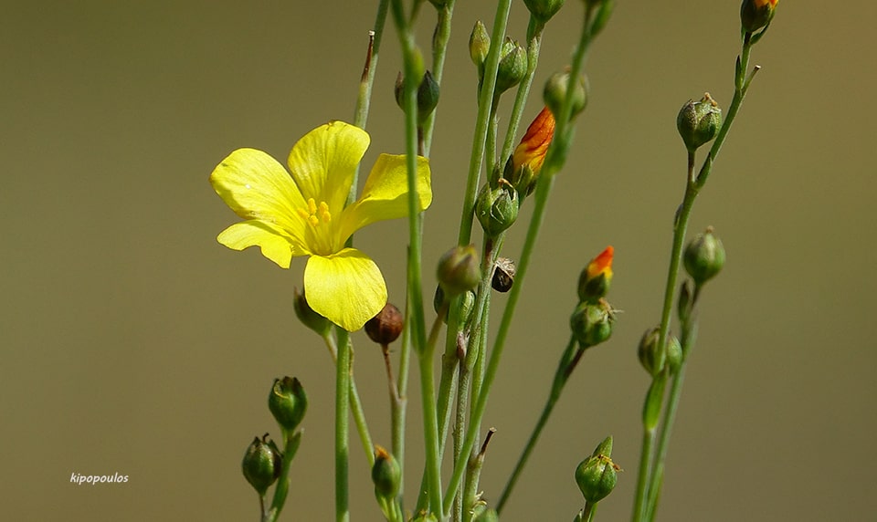 Linum Maritimum 27 8 21 29 Min