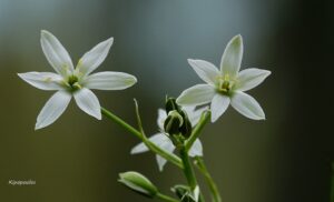 Ornithogalum Divergens 14 4 21 5 Min