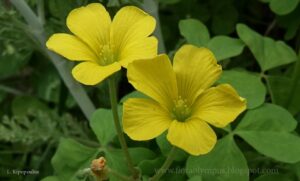 Oxalis Pes Capraea 20 4 20 4 Min