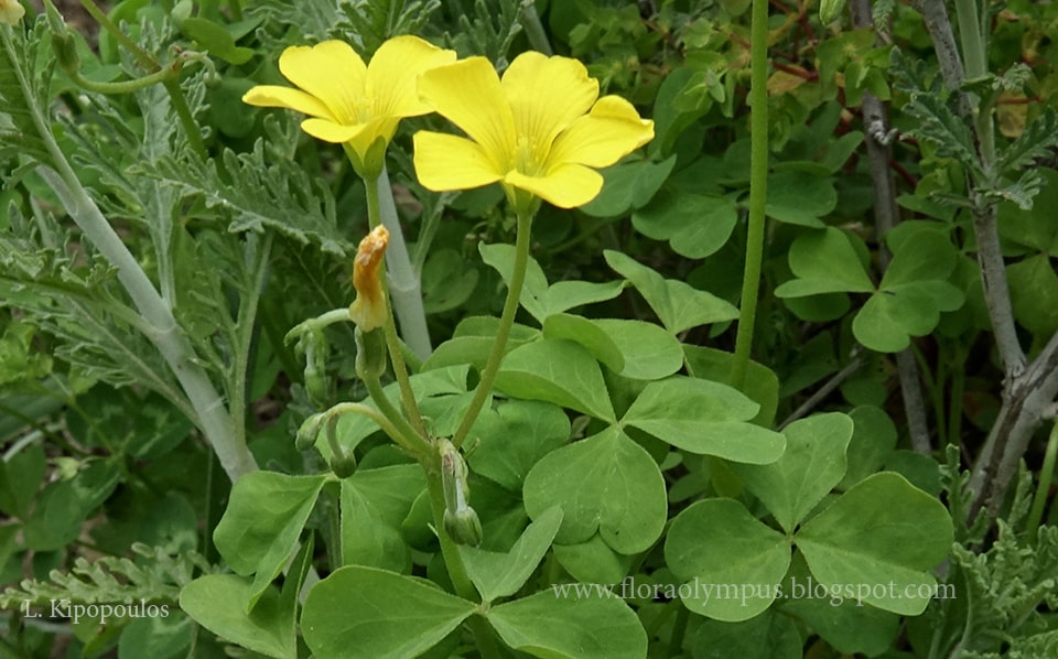 Oxalis Pes Capraea 20 4 20 7 Min