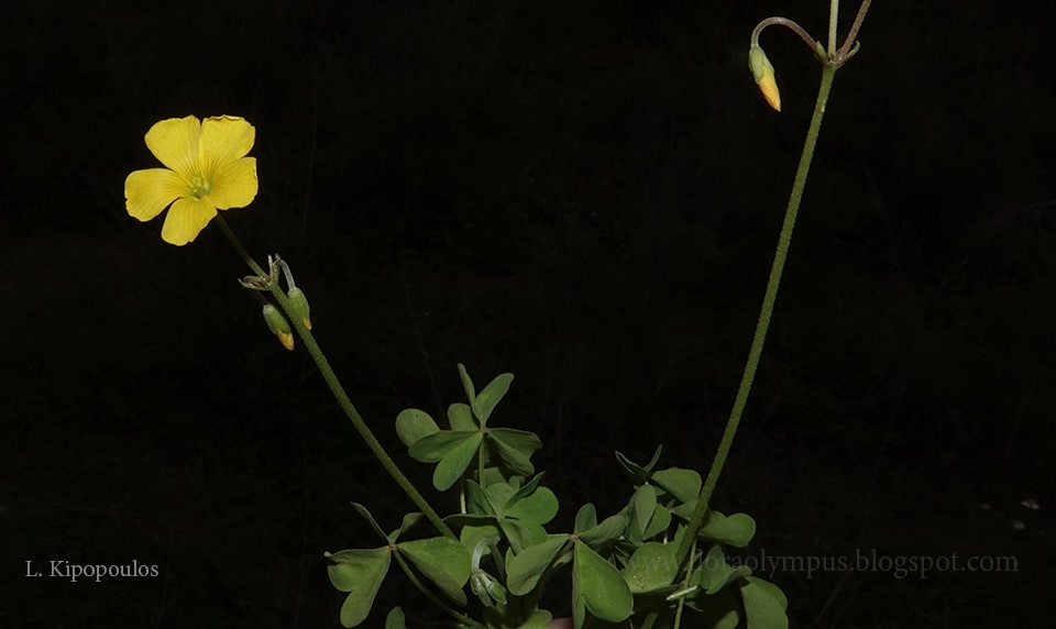 Oxalis Pes Capraea 20 4 20 9 Min