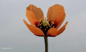 Papaver Nigrotinctum 12 Min