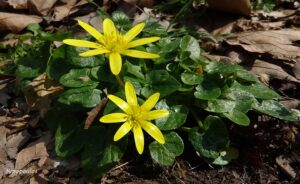 Ranunculus Ficaria 12 3 21 4 Min