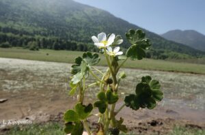 Ranunculus Peltatus Subsp. Peltatus 9 5 20 5 Min