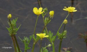 Ranunculus Sardous 30 3 20 13 Min