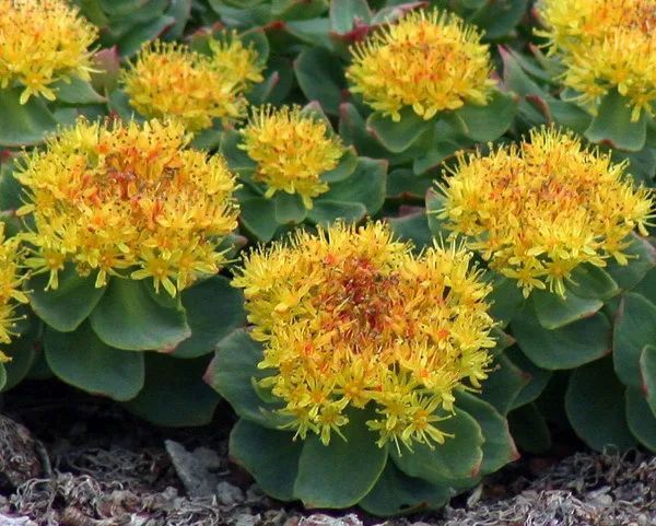 Rhodiola Rosea Close Full