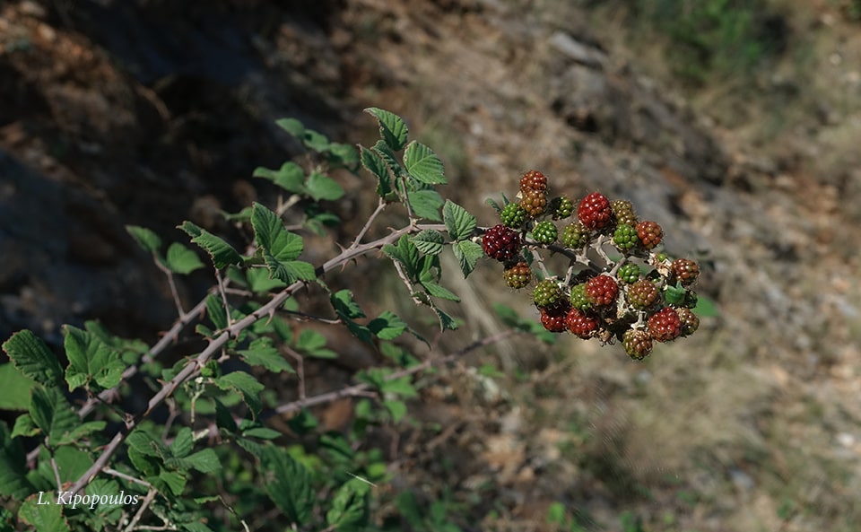 Rubus Sanctus 27 10 20 1 Min