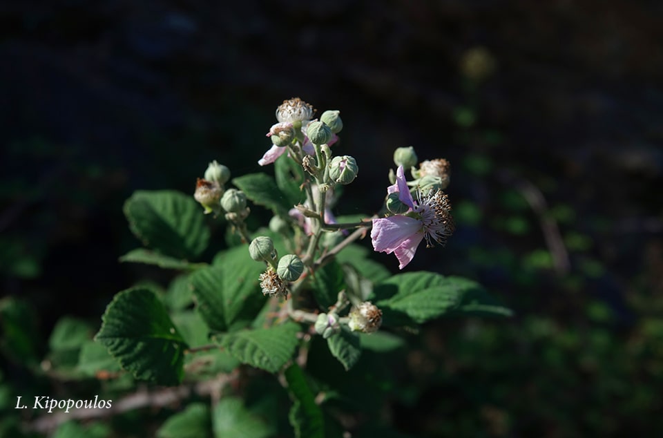 Rubus Sanctus 27 10 20 2 Min