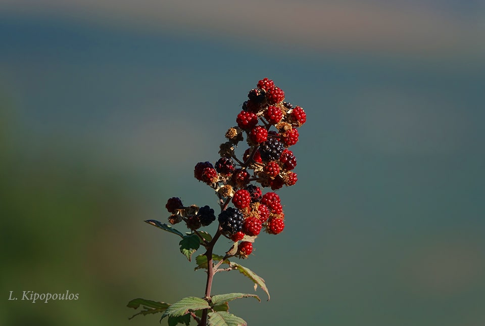 Rubus Sanctus 27 10 20 4 Min