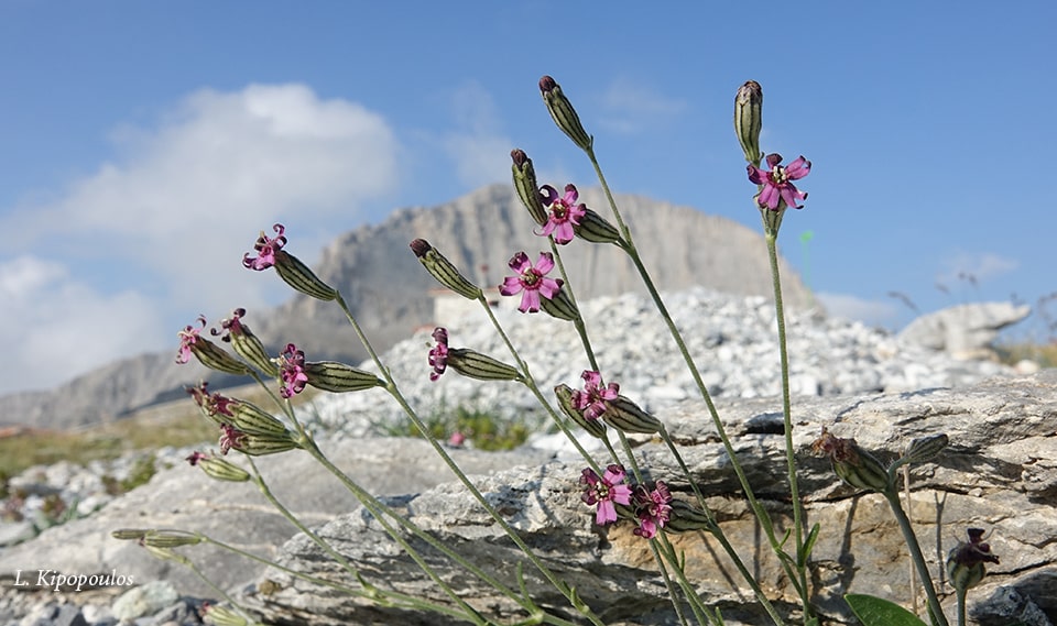 Silene Ciliata Subsp. Graefferi 8 8 18 11 Min