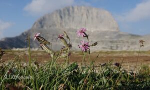 Silene Ciliata Subsp. Graefferi 8 8 18 6 Min