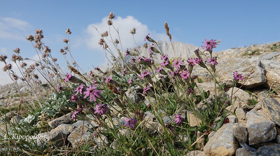 Silene Ciliata Subsp. Graefferi 8 8 18 8 Min