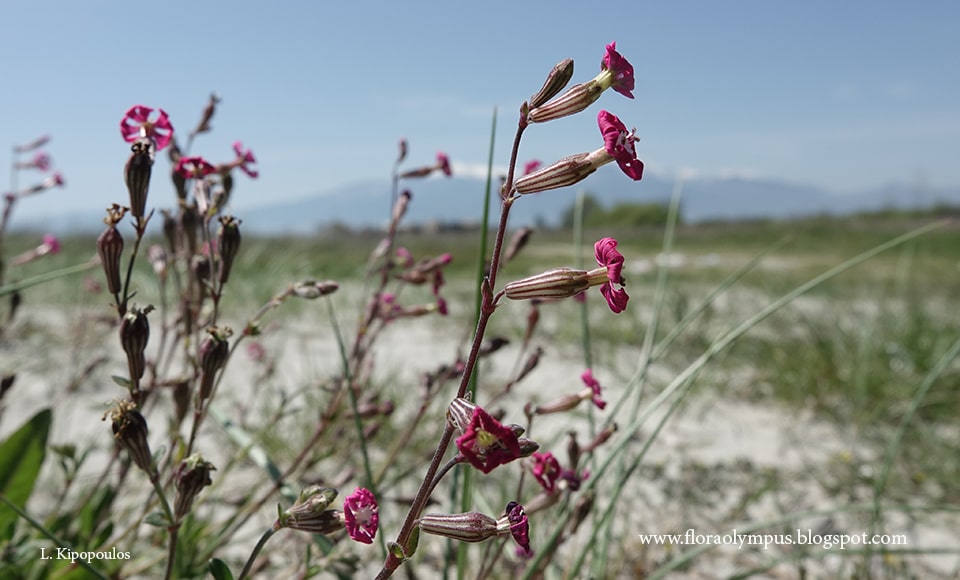 Silene Colorata 18 4 20 1 Min