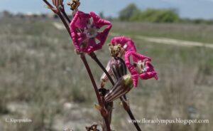 Silene Colorata 18 4 20 18 Min