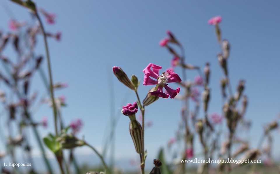 Silene Colorata 18 4 20 3 Min