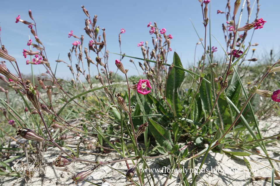 Silene Colorata 18 4 20 7 Min