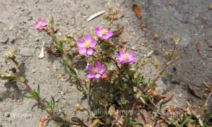 Spergularia Rubra 17 4 20 1 Min