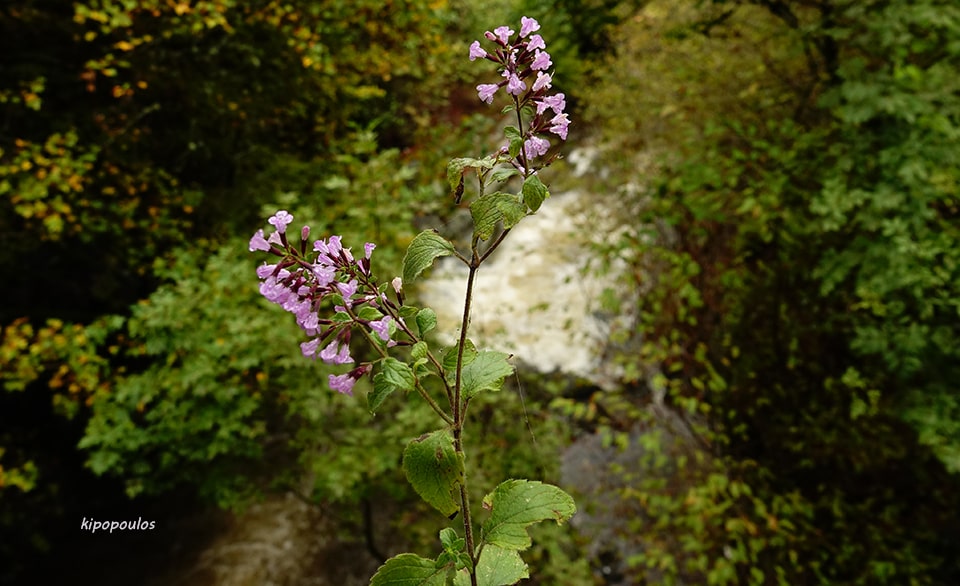 Calamintha Menthifolia 16 10 21 14 Min