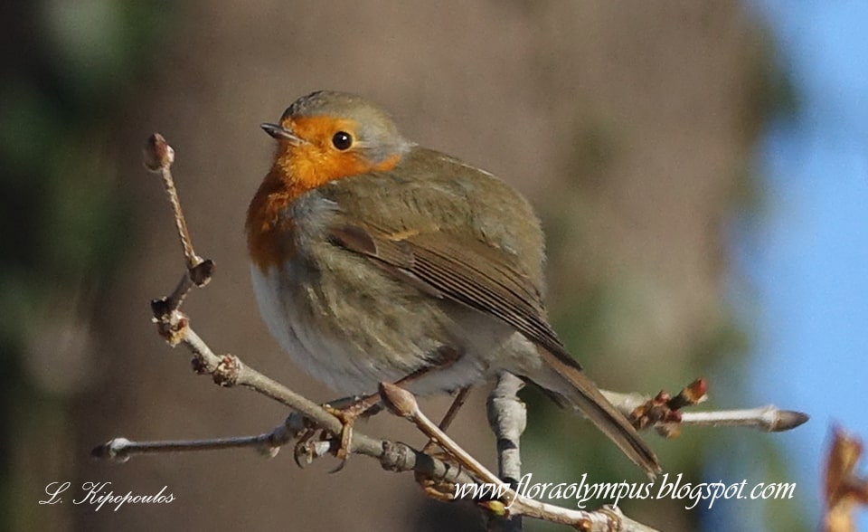 Kokkinolemis Erithacus Rubecula 11 Min