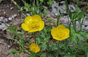 Ranunculus Sartoria Prionia 2 Min